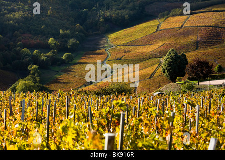 Weinberge in der Region Beaujolais (69) Stockfoto