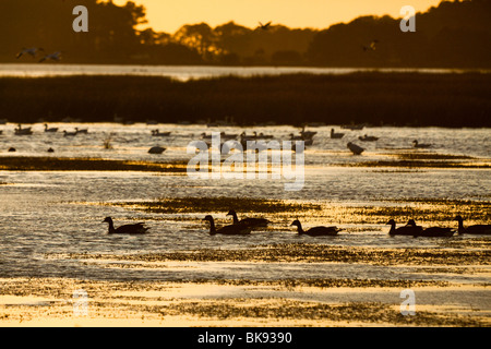 Silhouette Enten und Gänse Schnee sonnen sich im Schein des Sonnenuntergangs in der Chincoteague National Wildlife Refuge auf Assateague Insel, V Stockfoto