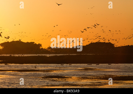 Silhouette Enten und Gänse Schnee sonnen sich im Schein des Sonnenuntergangs in der Chincoteague National Wildlife Refuge auf Assateague Insel, V Stockfoto