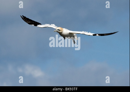 Basstölpel fliegen über der Küste von Yorkshire, aufgenommen im RSPB Bempton Cliffs Stockfoto