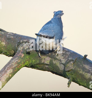 Thront Kleiber ergriffen bei der The Lodge RSPB Reserve in Bedfordshire Stockfoto