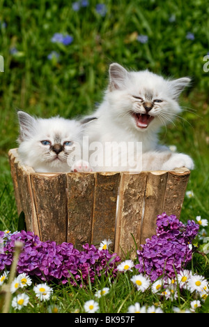 Zwei Birma Kätzchen in einem Blumenkasten Stockfoto