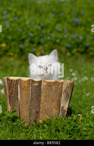 Birma Kitten in einem Blumenkasten Stockfoto