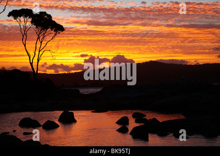 Sonnenuntergang und Gum Tree, Binalong Bucht, Bucht von Bränden, östlichen Tasmanien, Australien Stockfoto