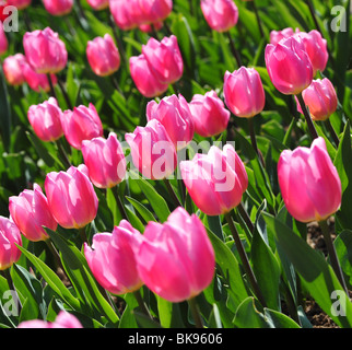 Tulipa CHRISTMAS DREAM Stockfoto