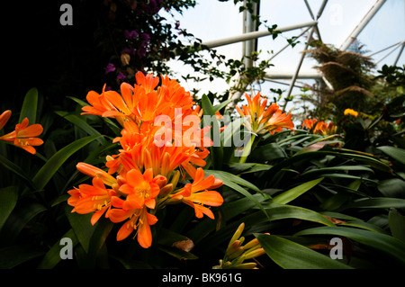 Bush oder Kaffir Lily, Clivia Miniata, in voller Blüte im Inneren der Mittelmeer-Biome bei The Eden Project in Cornwall Stockfoto