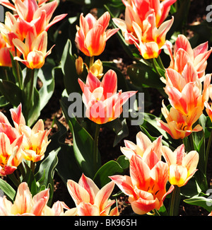 Tulipa QUEBEC Stockfoto