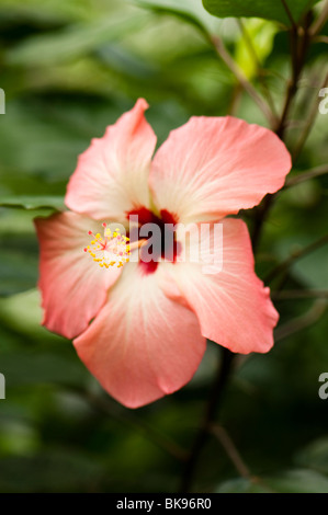 Coral Pink Hibiscus Blüte im Inneren der Rainforest Biome bei The Eden Project in Cornwall Stockfoto