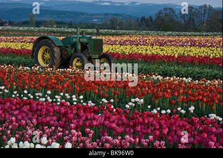 Bereich der Tulpen, Blumen und John Deere Traktor Stockfoto