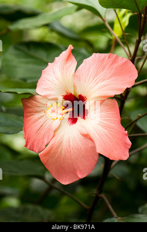 Coral Pink Hibiscus Blüte im Inneren der Rainforest Biome bei The Eden Project in Cornwall Stockfoto