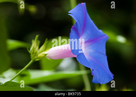 Morning Glory, Ipomoea Purpurea, im Inneren der Rainforest Biome bei The Eden Project in Cornwall Stockfoto