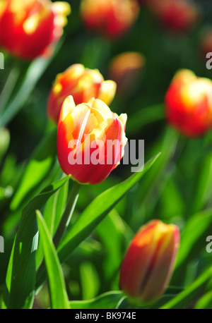 Triumph Tulpen, Tulipa Triomphe, Arten Veuve Joyeuse, Tulpen im Parc Floral in Paris, Frankreich. Stockfoto