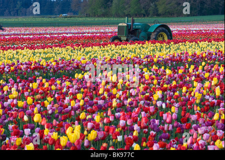 Bereich der Tulpen, Blumen und John Deere Traktor Stockfoto