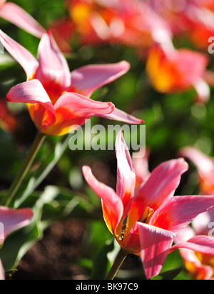 Tulipa specie ANCILIA Stockfoto