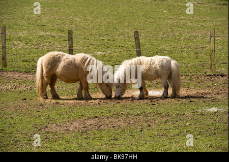 Shetland-Ponys, Landwirtschaft Tiere grasen in einem Feld von Buckinghamshire Stockfoto