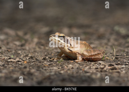 Springfrosch Stockfoto