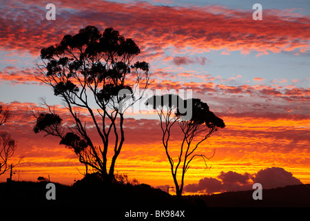 Sonnenuntergang und Gum Tree, Binalong Bucht, Bucht von Bränden, östlichen Tasmanien, Australien Stockfoto