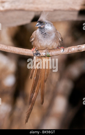 Gesprenkelte Mousebird (Colius Striatus) Stockfoto