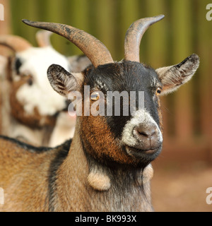 Zwergziege, UK Stockfoto