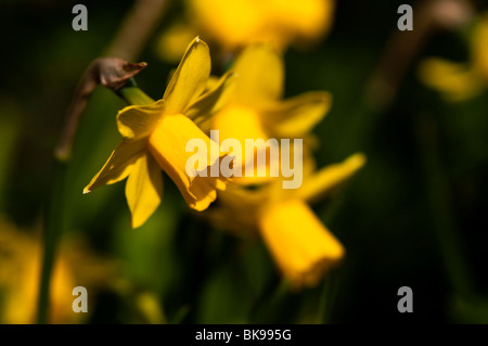 Narzissen Tete-a-Tete in voller Blüte im Frühjahr Stockfoto