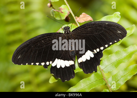 Papilio Polytes, gemeinsame Mormone. Die wunderschöne tropischen Schmetterling sitzt auf Anlage. Stockfoto