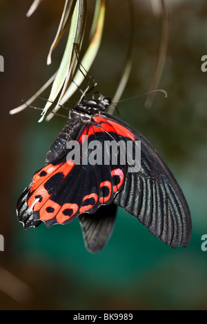 Papilio Rumanzovia, Scarlet Mormon. Die wunderschöne tropischen Schmetterling sitzt auf Anlage. Stockfoto