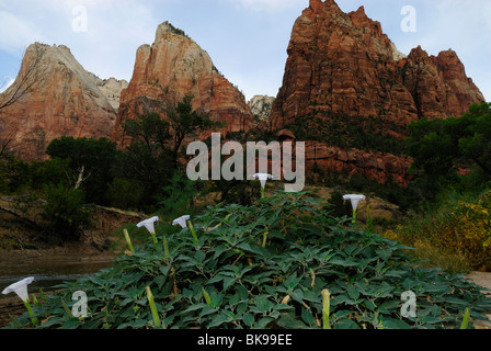 Malerische Aussicht auf Hof der Patriarchen in Zion Nationalpark, Utah, USA Stockfoto