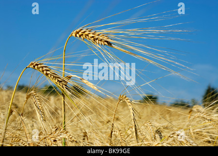 Zwei Ohren von Gerste (Hordeum Vulgare) auf einem Feld, reif für die Ernte Stockfoto