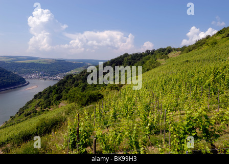 Blick vom Beulsberg Berg in der Nähe von Urbar über einen Weinberg in Richtung der Stadt Oberwesel, Stadt der Türme und Wein, UNESCO-Welt Stockfoto