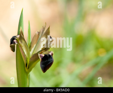 Witwe Iris, Hermodactylus Tuberosa, blüht im Frühjahr Stockfoto