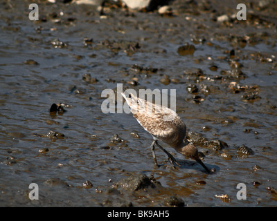 Shore Bird. Willet Stockfoto