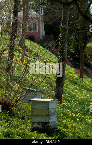 Bienenstöcke und Narzissen im Garten Painswick Rokoko in die Cotswolds Stockfoto