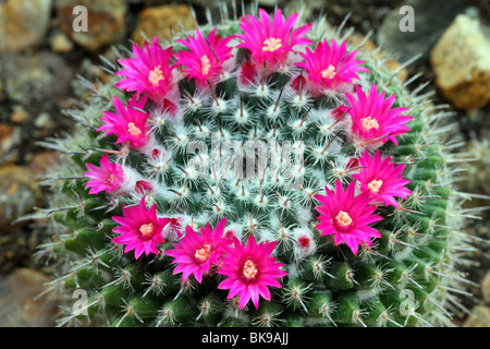 Cactus Mammillaria Haageana Blumen hautnah Mamilaria Stockfoto