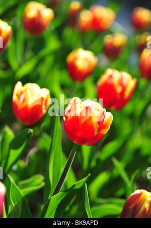 Triumph Tulpe, Tulipa Triomphe Arten Veuve Joyeuse Stockfoto