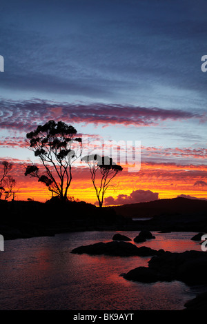 Sonnenuntergang und Gum Tree, Binalong Bucht, Bucht von Bränden, östlichen Tasmanien, Australien Stockfoto