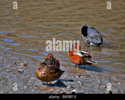 Enten. Petrol / Zimt Stockfoto