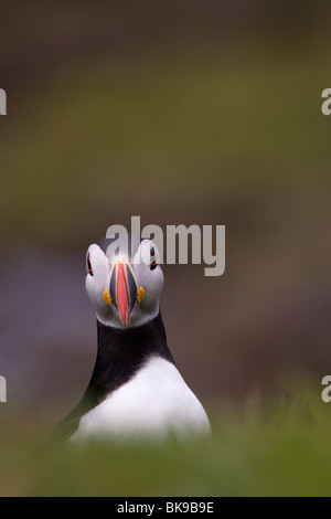 Papageitaucher auf grünem Hintergrund Stockfoto