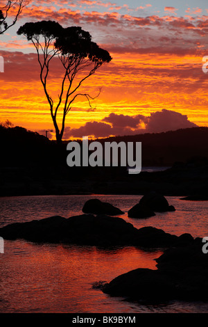 Sonnenuntergang und Gum Tree, Binalong Bucht, Bucht von Bränden, östlichen Tasmanien, Australien Stockfoto