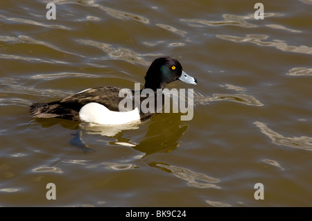 Erwachsene männliche büschelige Ente Aythya Fuligula schwimmen auf der Suche nach Nahrung. Stockfoto