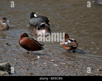 Enten. Petrol / Zimt Stockfoto