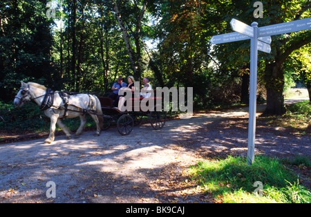 Pferd und Buggy fahren im Killarney National Park, County Kerry, Irland, im September 2009. Stockfoto