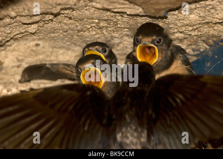 Fütterung der jungen Rauchschwalbe (Hirundo Rustica) Stockfoto