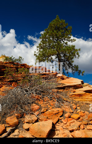 Gelb-Kiefer wächst auf einer Klippe im Zion Nationalpark, Utah, USA Stockfoto