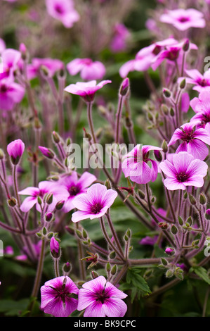 Madeira-Storchschnabel, Geranium Maderense in Blüte im Inneren der Mittelmeer-Biome bei The Eden Project in Cornwall Stockfoto