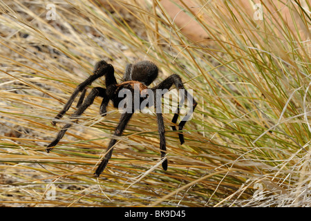 Tarantel im Zion Nationalpark, Utah, USA Stockfoto