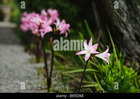 Amarylis Belladonna in Blüte. Durch den Pfad in den tropischen Gärten wachsen. Tresco Klostergarten, Tresco, Isles of Scilly. Stockfoto