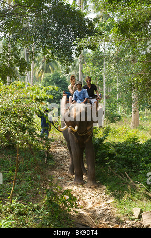 Elefanten-trekking, Ko Samui Insel, Thailand, Asien Stockfoto