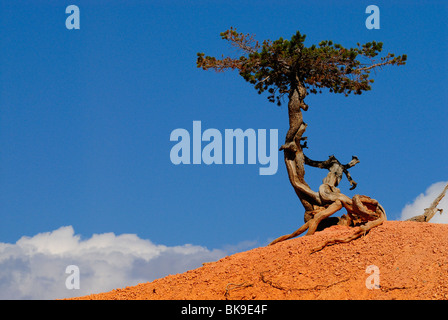 Great Basin Bristlecone Kiefer im Bryce Canyon aus Peek ein Boo loop, Utah, USA Stockfoto