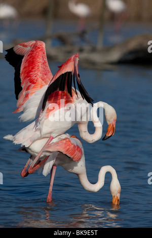 Ein paar der Rosaflamingo (Phoenicopterus Roseus) Paaren, regionalen Park der Camargue, Südfrankreich Stockfoto