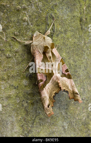 Winkel-Farbtöne auf glatte Rinde eines Baumes. Stockfoto